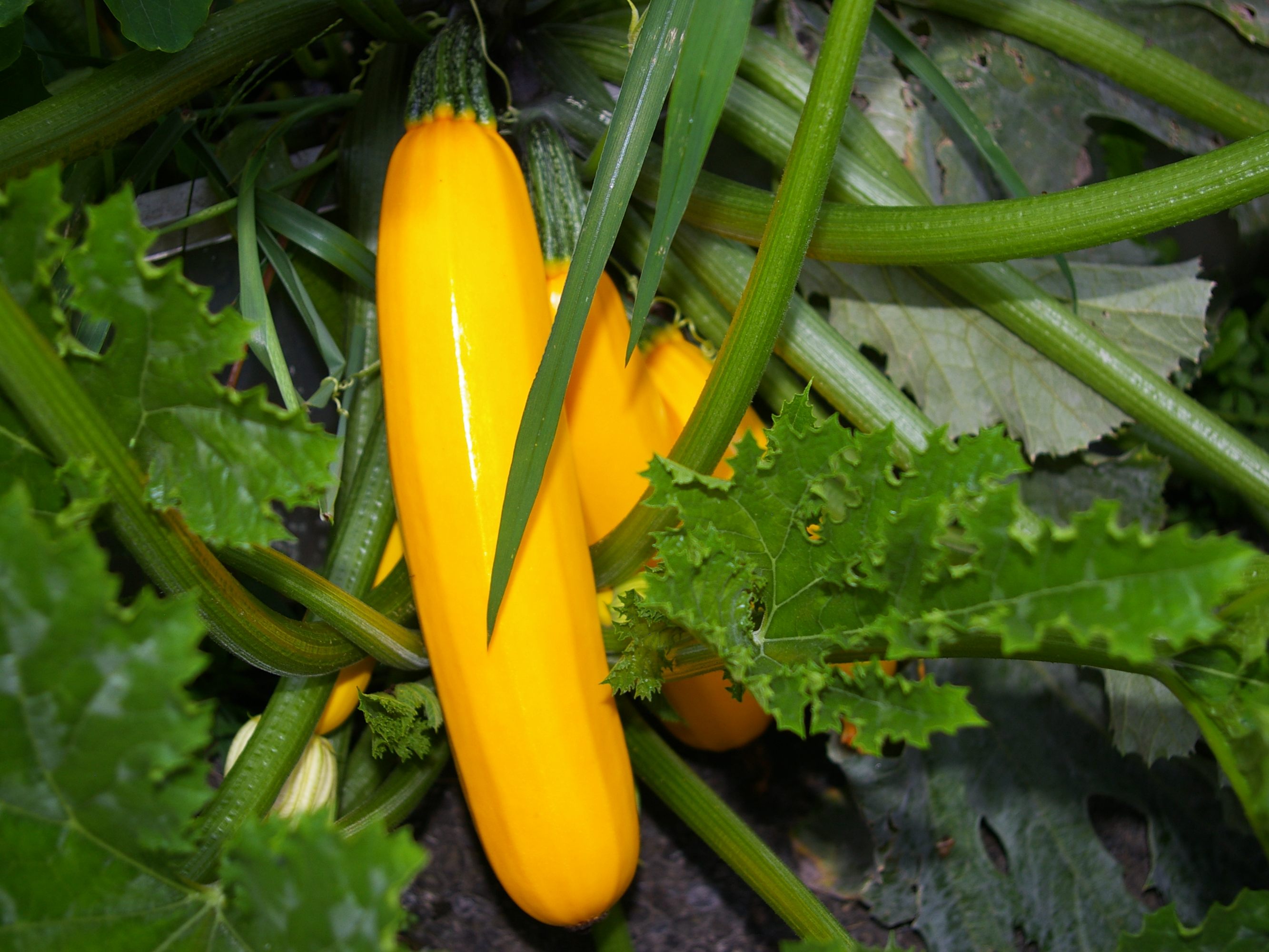 Gelbe Zucchini