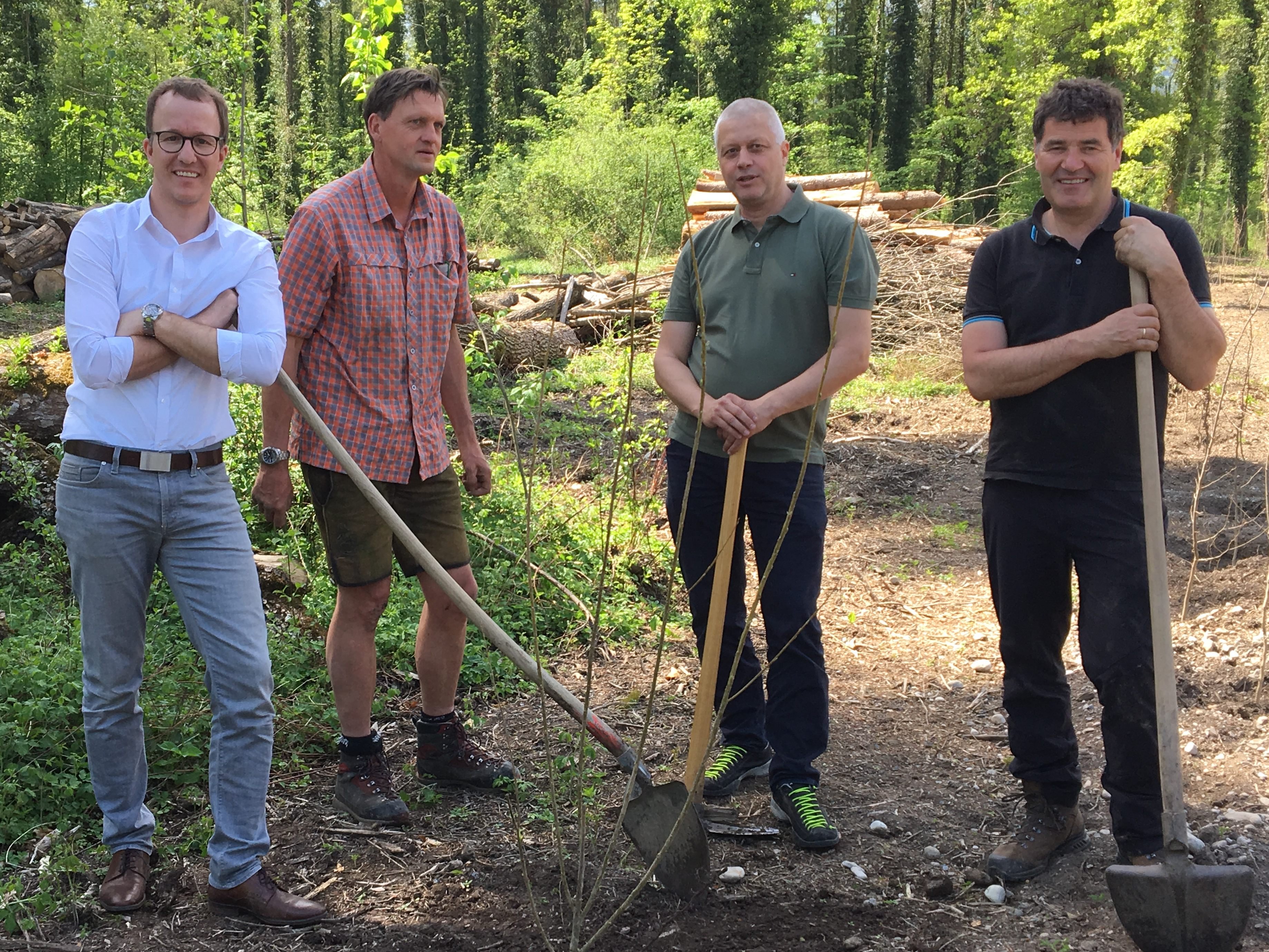 Landesrat Christian Gantner pflanzt Pappeln im Auwald.