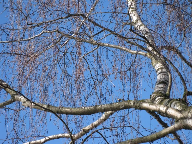 “Freud und Leid durch die Birken“