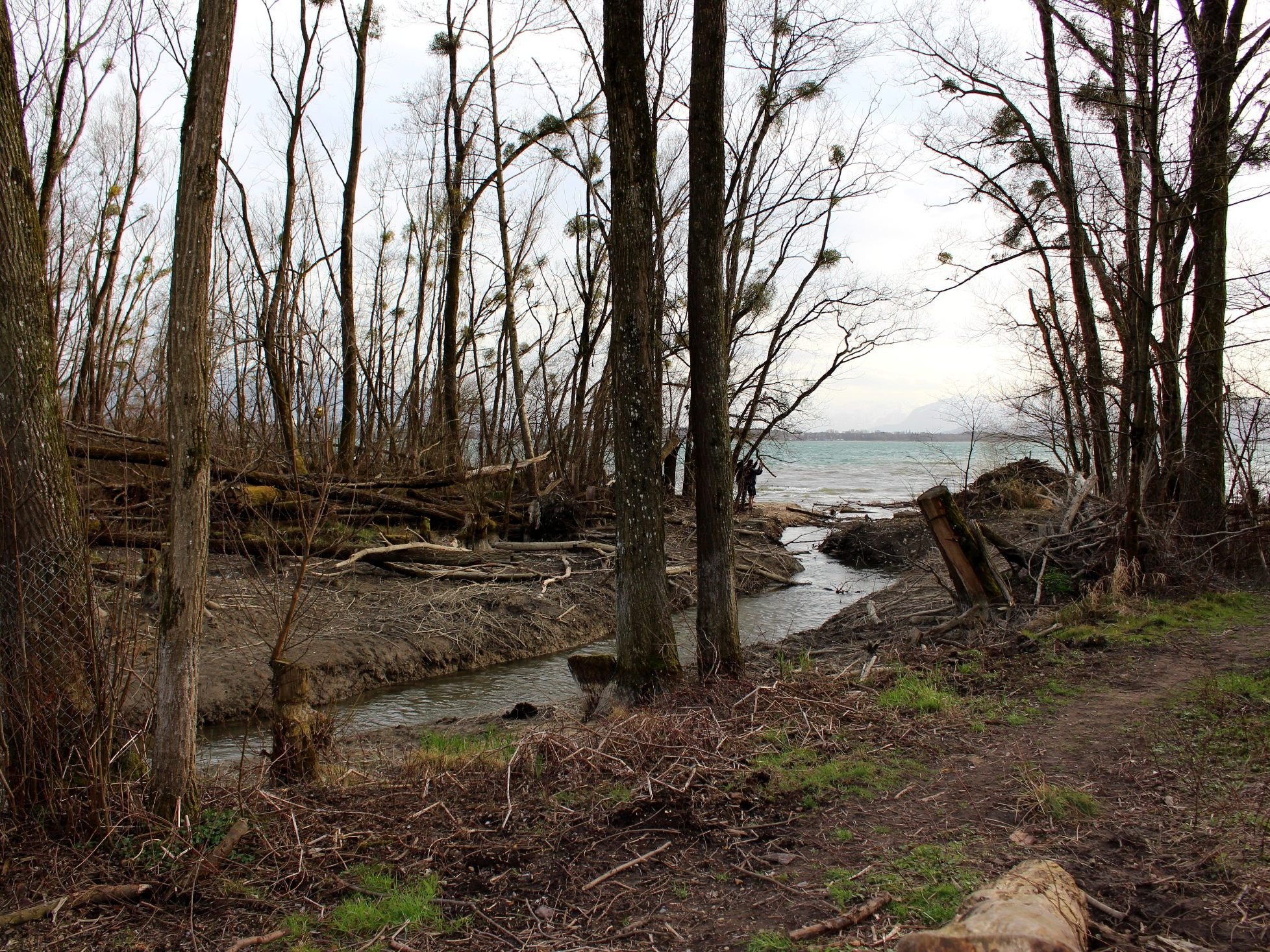 In Absprache mit den Behörden wurde der Biberdamm an der Mühlbachmündung im März geöffnet, um den angesammelten Schlamm auszuspülen. In Absprache mit den Behörden wurde der Biberdamm an der Mühlbachmündung im März geöffnet, um den angesammelten Schlamm auszuspülen.