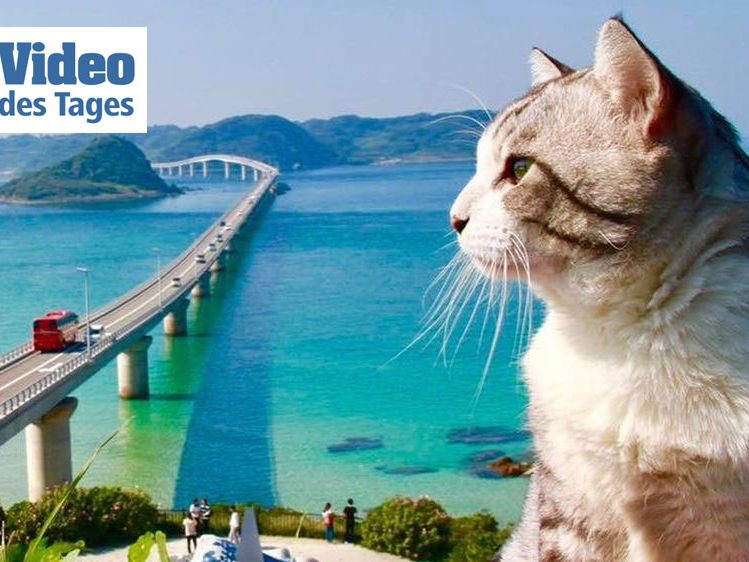 Dieser Kater aus Japan ist ein echter Internet-Star.