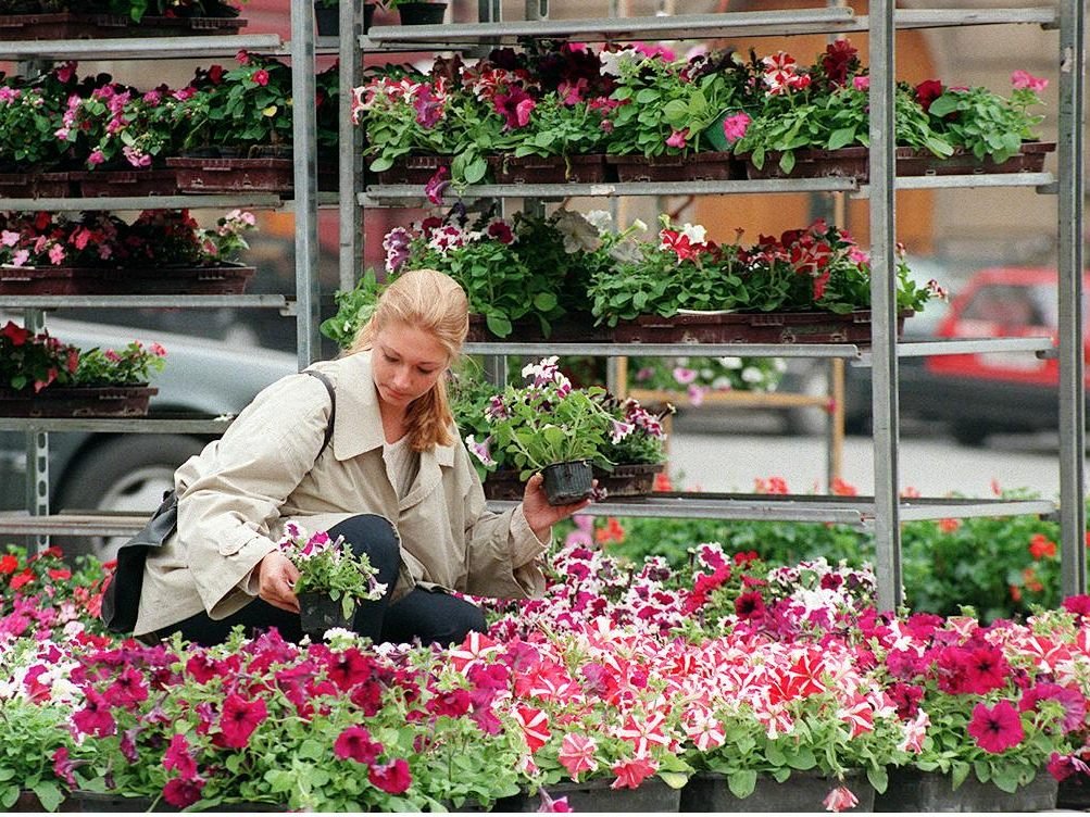 Am Montag, 16. April, ist in Wien die Blumensaison eröffnet. Am Montag, 16. April, ist in Wien die Blumensaison eröffnet.