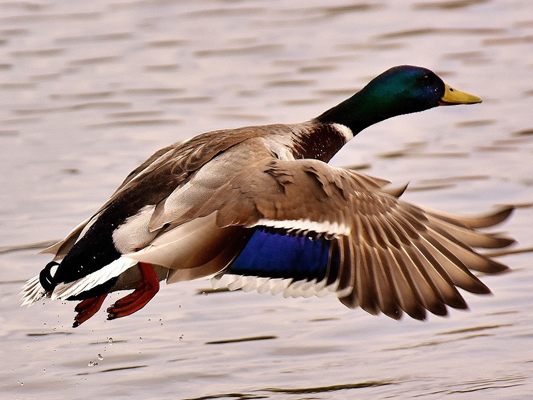 Die Ente wurde im Tiefflug von einem Radar geblitzt.