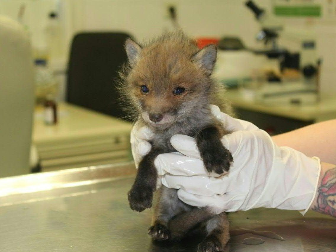 Der Babyfuchs wurde in einem Wiener Kindergarten entdeckt.