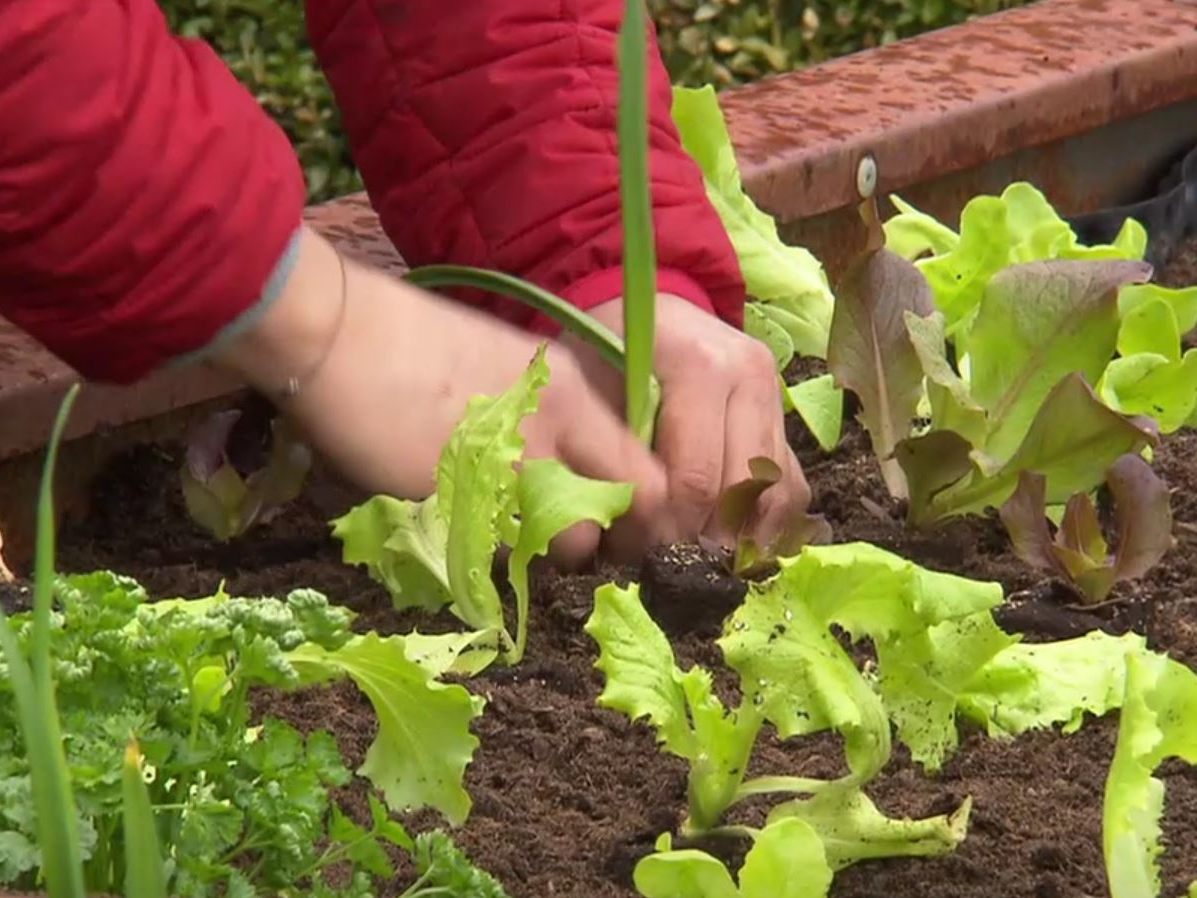 So werden die Frühbeete zum Erfolg.