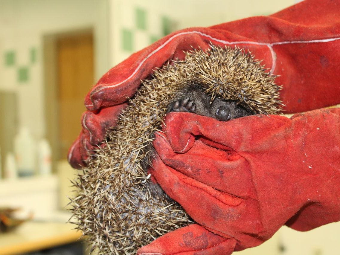 Der Igel wird im Wiener Tierschutzverein behandelt.