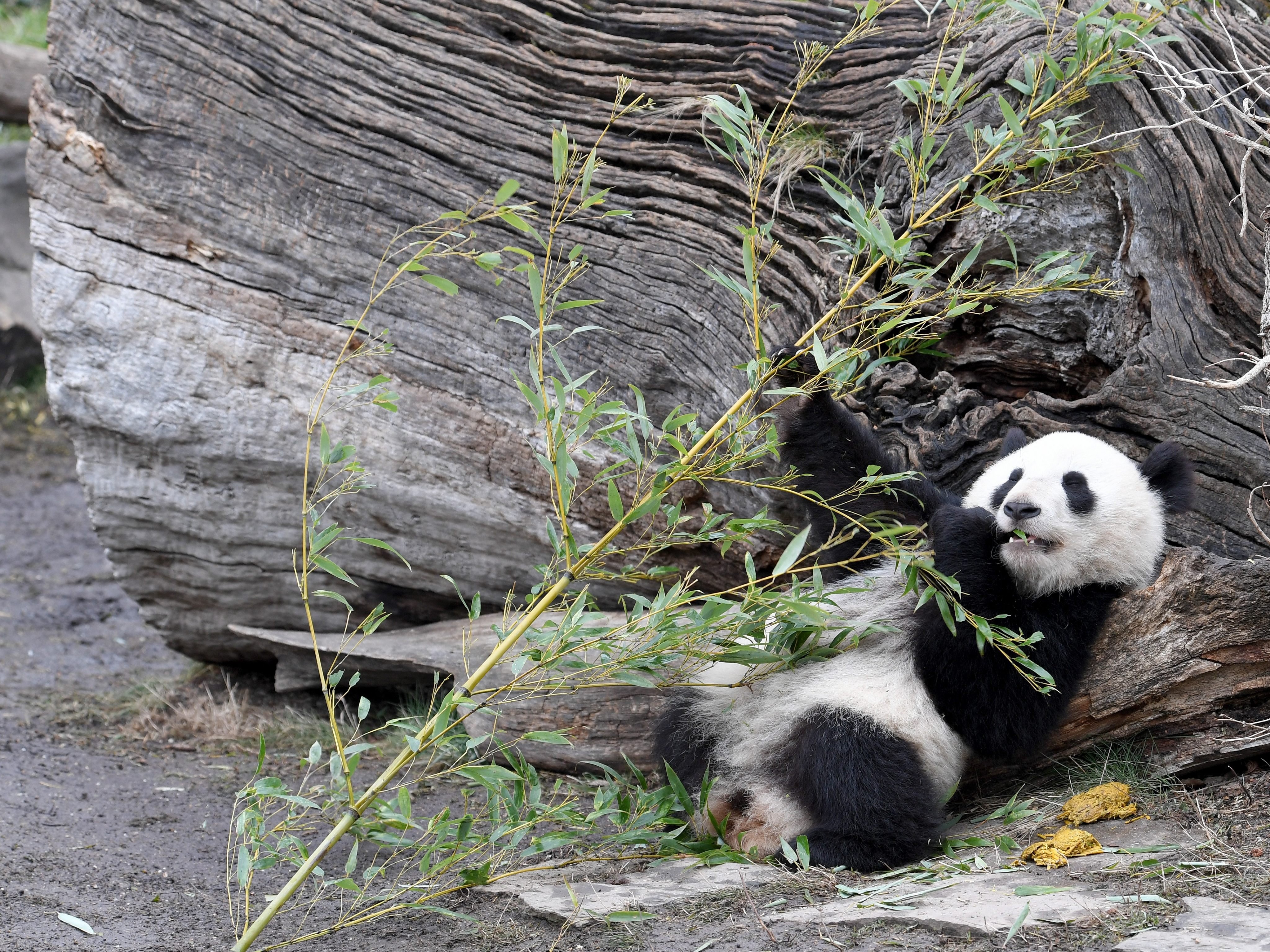 Der Tiergarten Schönbrunn könnte einen neuen Panda aus China bekommen. Der Tiergarten Schönbrunn könnte einen neuen Panda aus China bekommen.