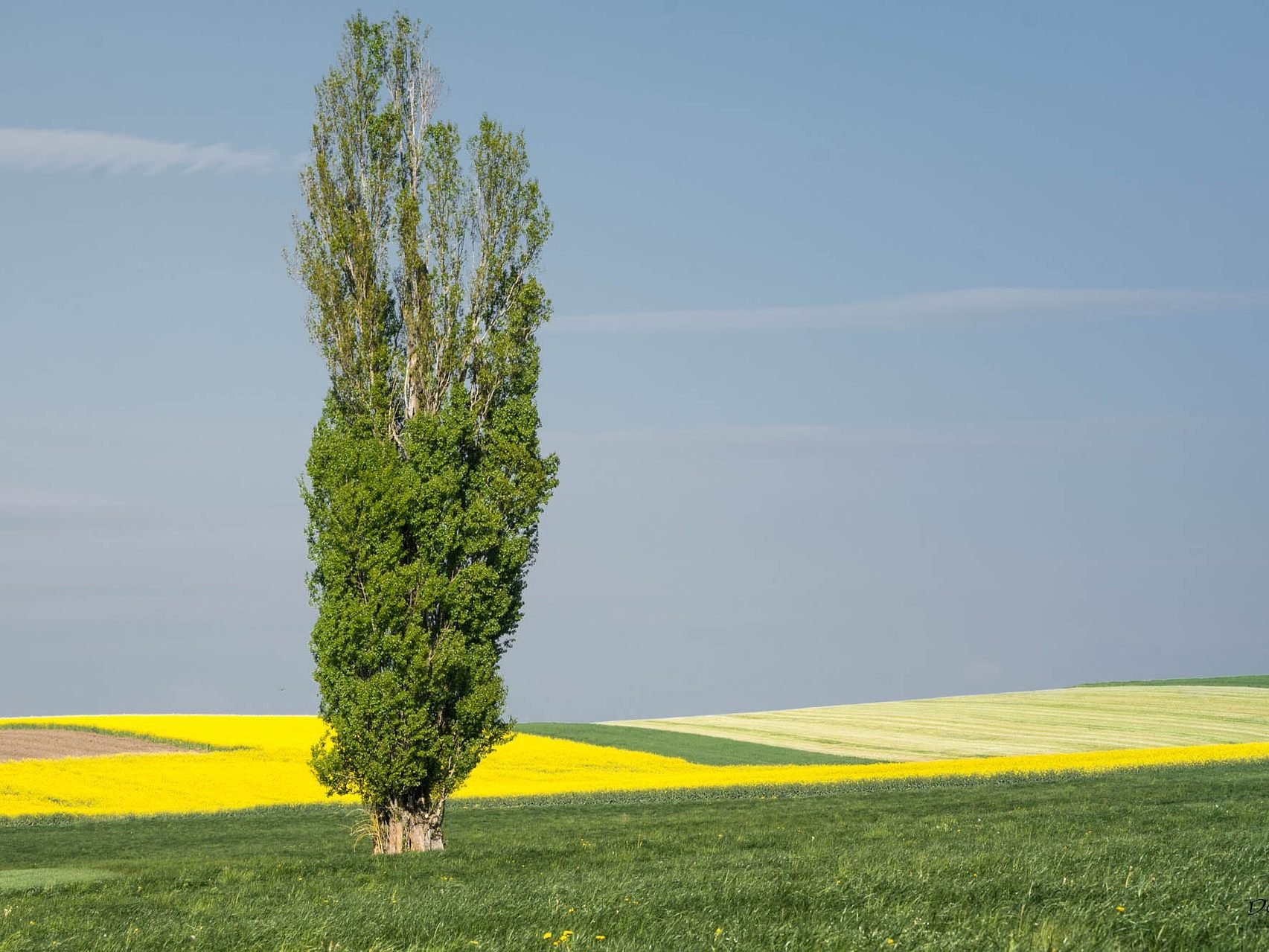 Die Pappel ist der Baum des Jahres.