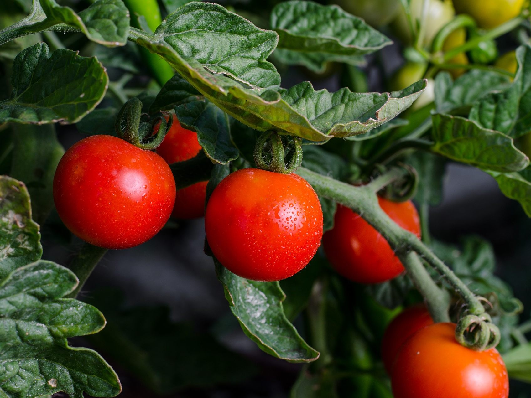 Etwas Ausgefallenes für den Garten: Der Hybrid "Erd2-Tom2". Etwas Ausgefallenes für den Garten: Der Hybrid "Erd2-Tom2".