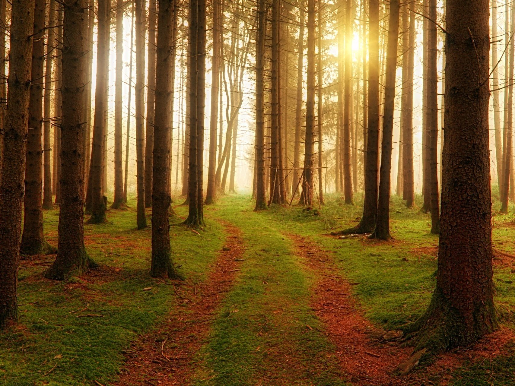 In Bisamberg entsteht ein neuer "Wald der Ewigkeit" der Naturbestattung GmbH. In Bisamberg entsteht ein neuer "Wald der Ewigkeit" der Naturbestattung GmbH.
