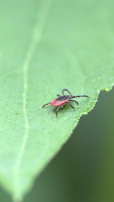 Mit einem natürlichen Mittel soll man Zecken abwehren können.