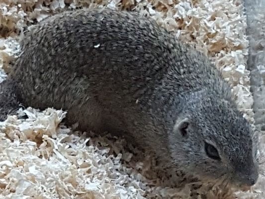 Das Ziesel wird im Wiener Tierschutzverein versorgt.