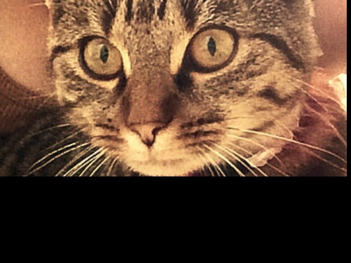 meine liebling Peaches