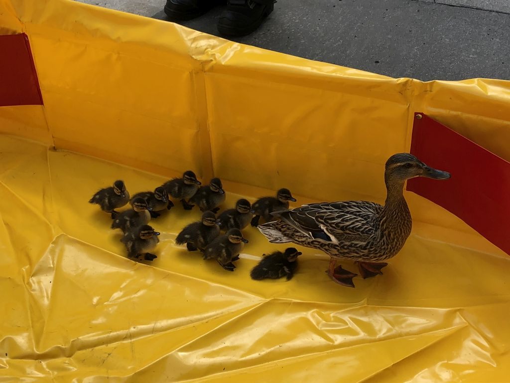 Die Entenküken wurden von der Feuerwehr gerettet. Die Entenküken wurden von der Feuerwehr gerettet.