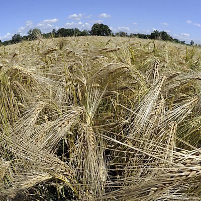 EU-Parlament: Agrarförderung soll nicht gekürzt werden