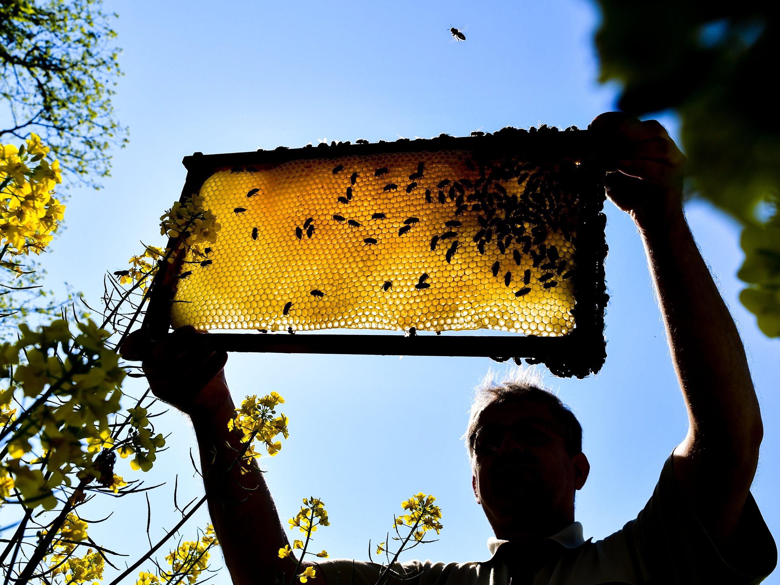 Der Weltbienentag ist am 20. Mai. / Symbolbild Der Weltbienentag ist am 20. Mai. / Symbolbild