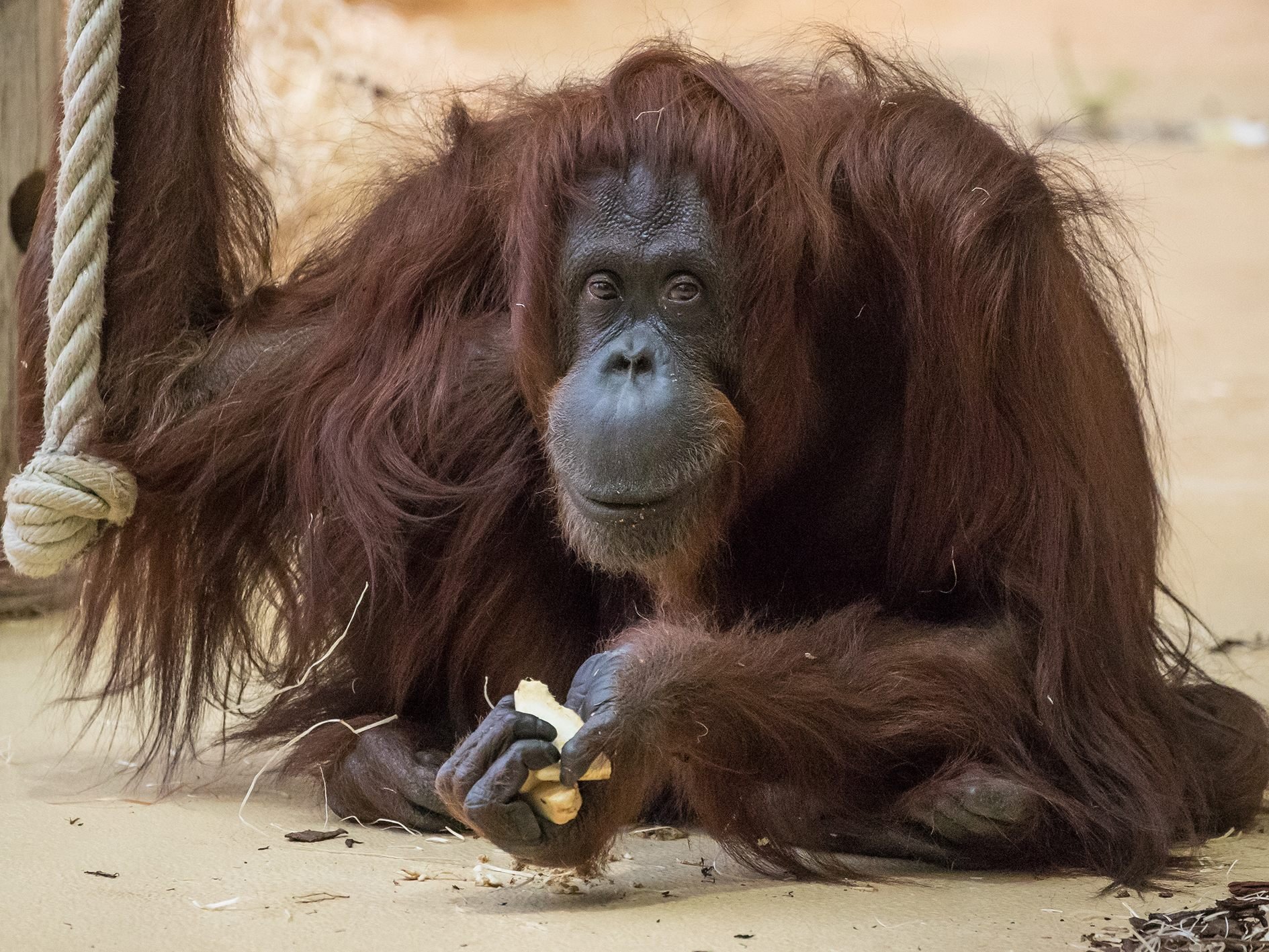 Orang-Utan-Weibchen Nonja ist mit 42 Jahren im Wiener Tiergarten Schönbrunn gestorben. Orang-Utan-Weibchen Nonja ist mit 42 Jahren im Wiener Tiergarten Schönbrunn gestorben.