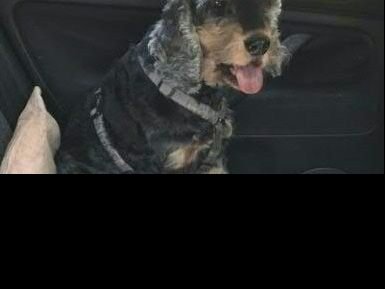 Der Hund wurde aus dem heißen Auto in Wien gerettet.