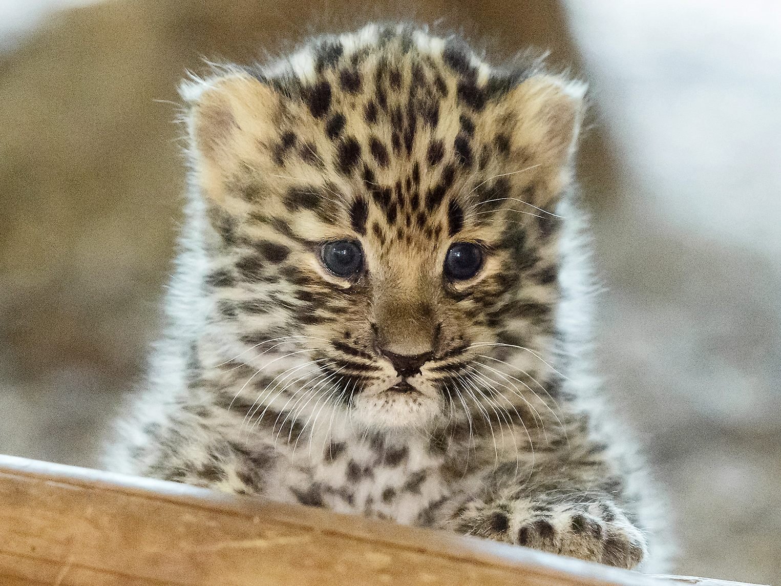 Die Amurleoparden im Tiergarten Schönbrunn haben zum ersten Mal Nachwuchs bekommen.