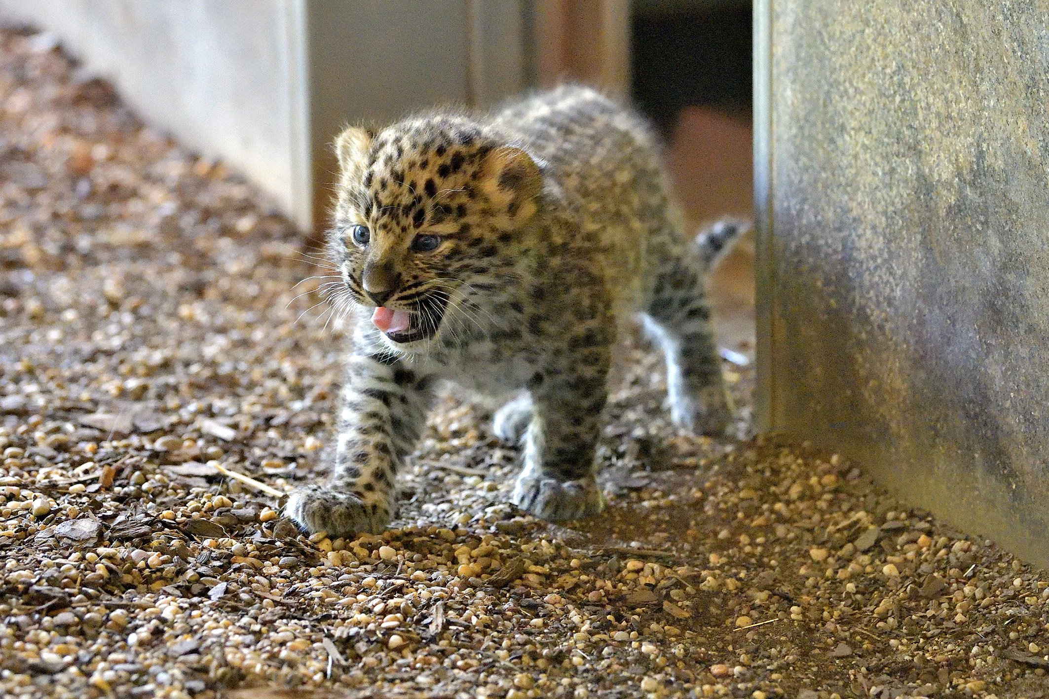  Die beiden Jungtiere sind bereits am 27. März zur Welt gekommen.