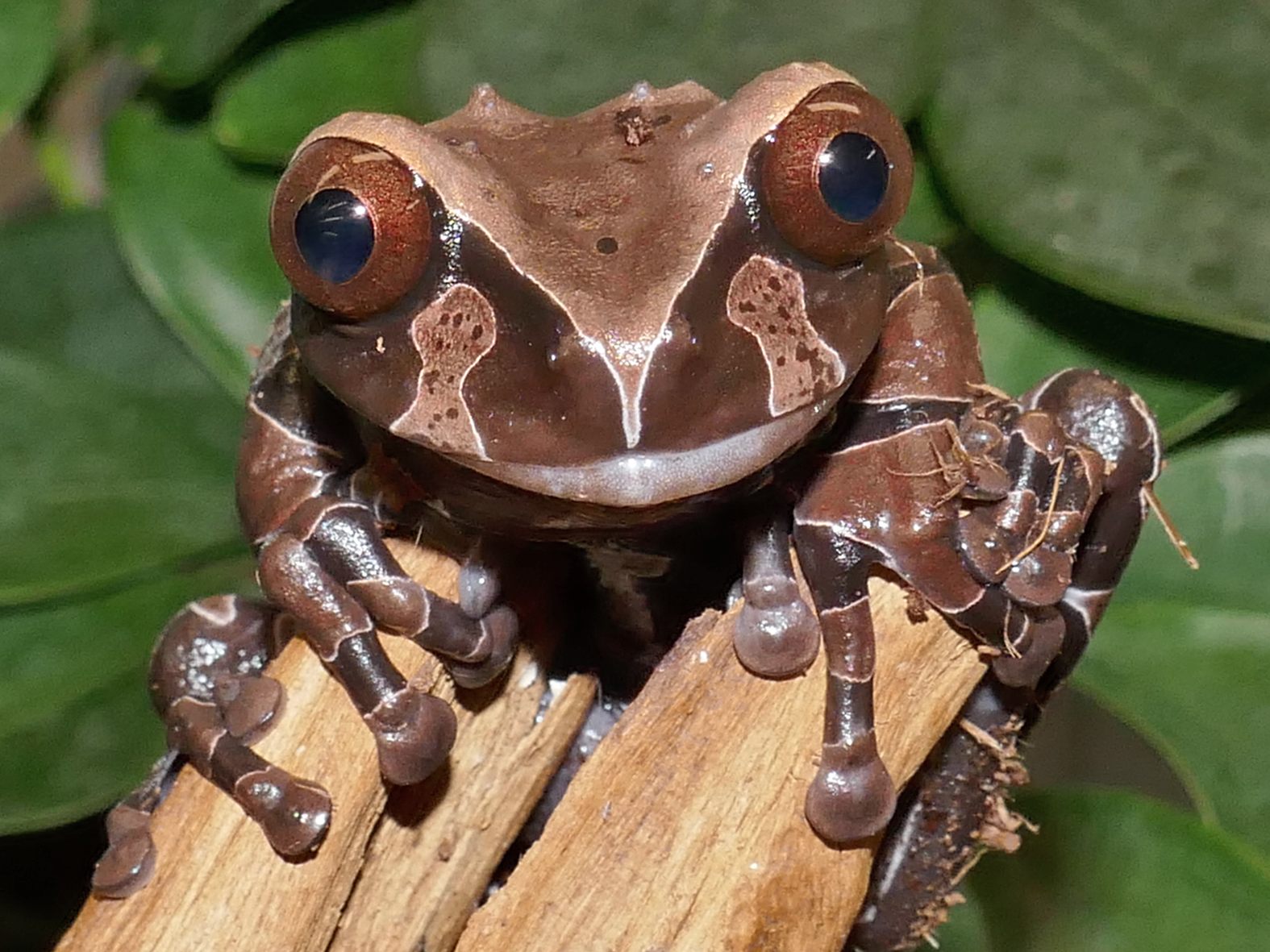 Der Froschkönig mit seinem Nachwuchs ist ab sofort im Wiener Haus des Meeres anzutreffen.