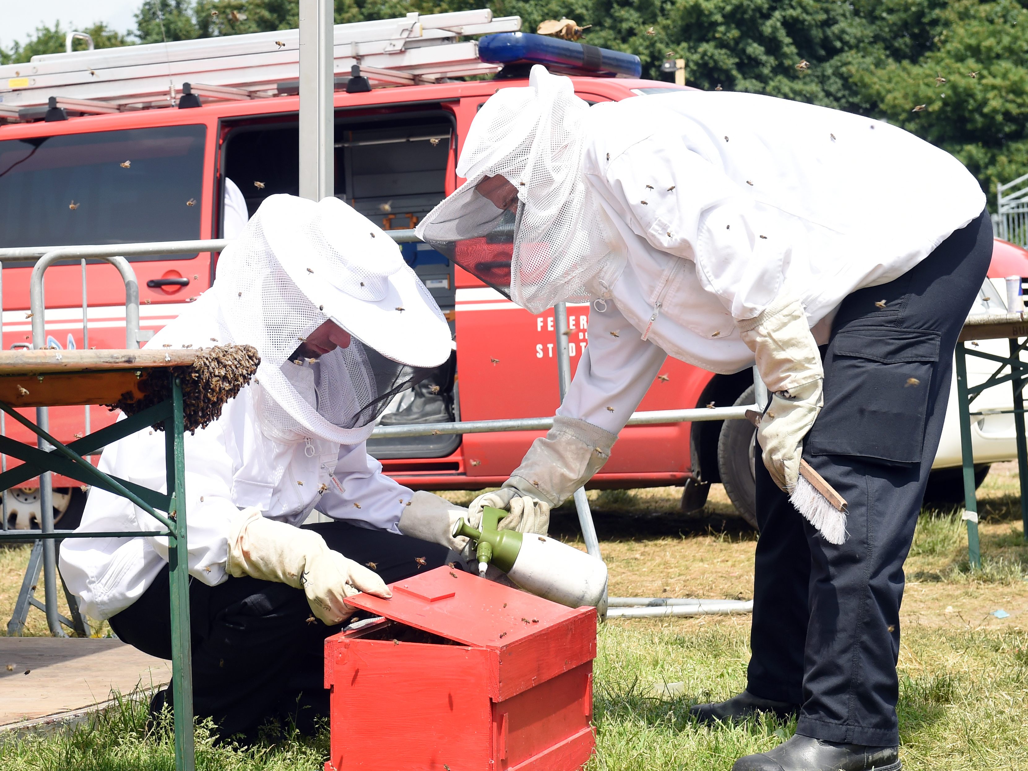 Der Bienenschwarm konnte sicher entfernt werden. / Symbolbild Der Bienenschwarm konnte sicher entfernt werden. / Symbolbild