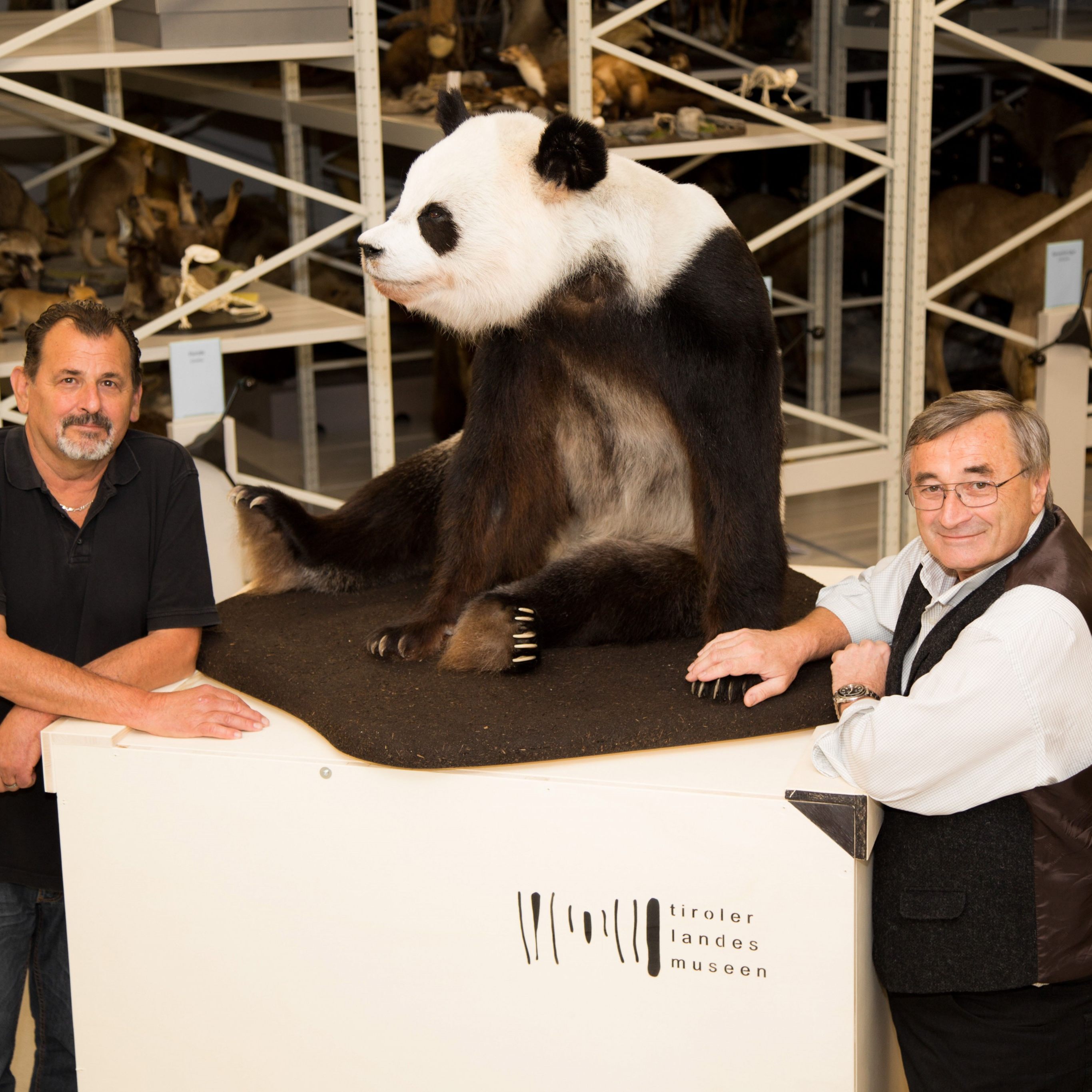 Panda Long Hui kann nach der Präparation seine Heimreise antreten.