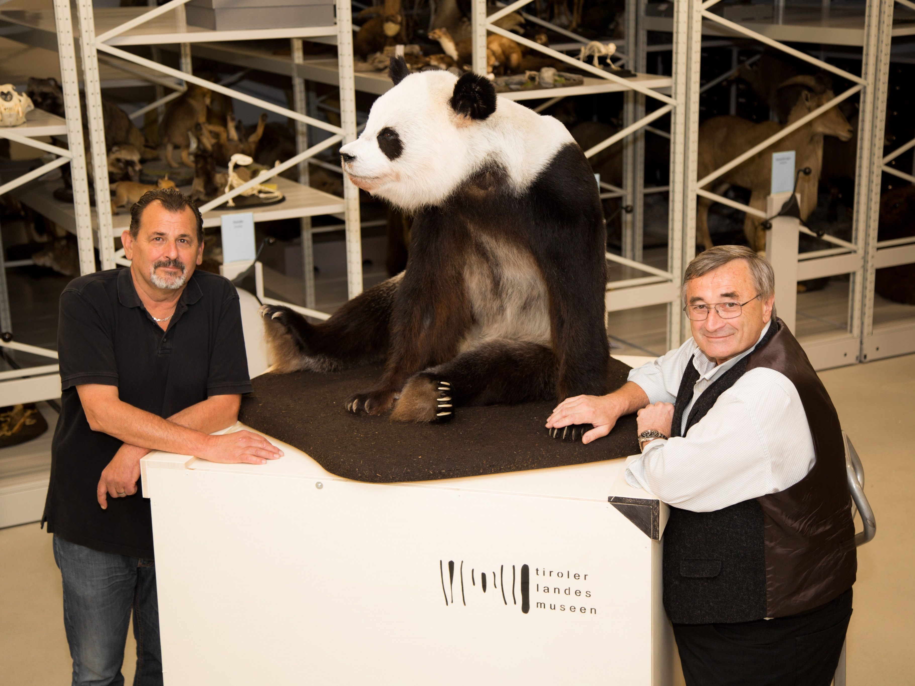 Panda Long Hui kann nach der Präparation seine Heimreise antreten. Panda Long Hui kann nach der Präparation seine Heimreise antreten.