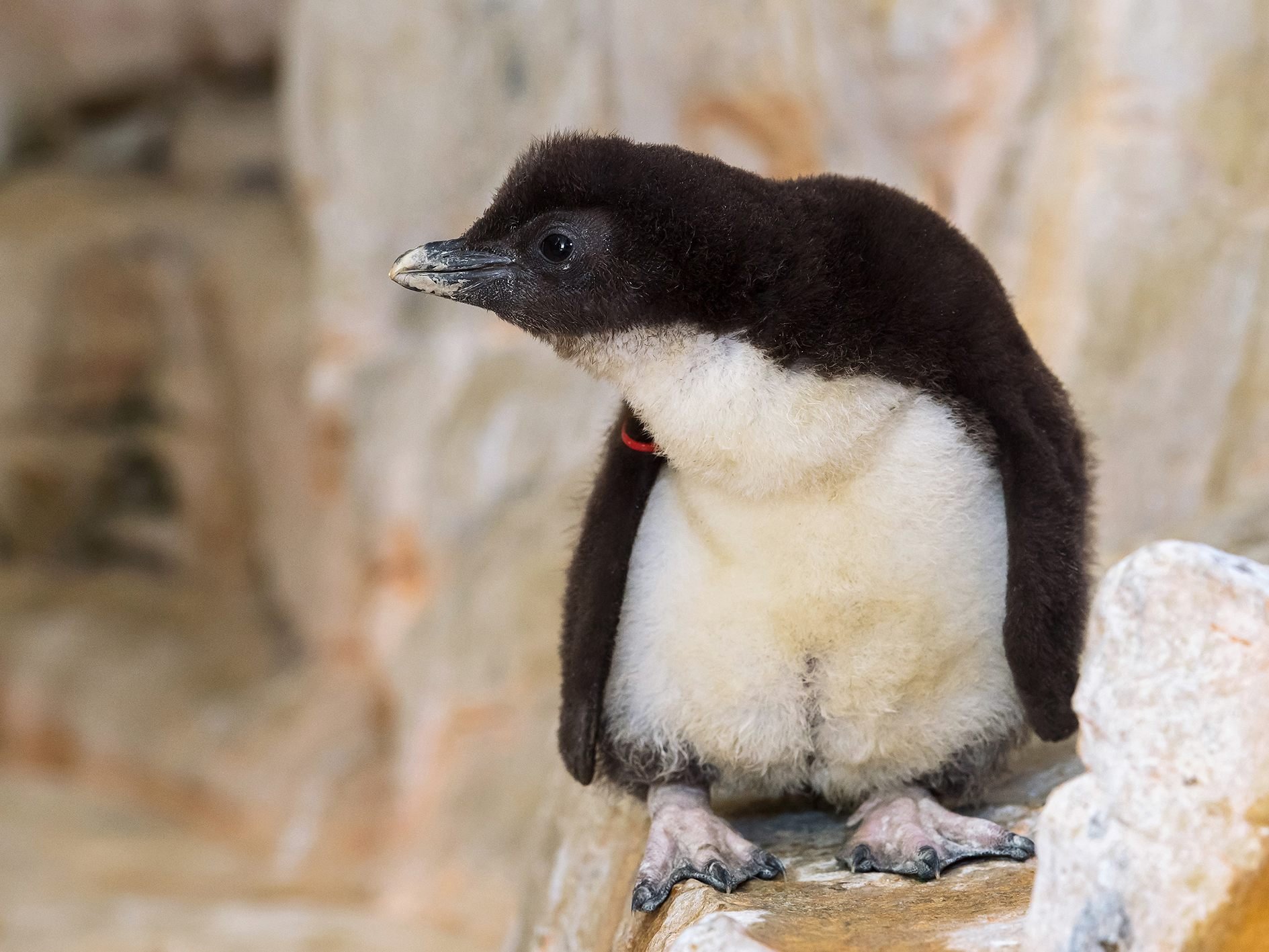 Die flauschigen Knäuel sind in der "Kinderstube" zu sehen.