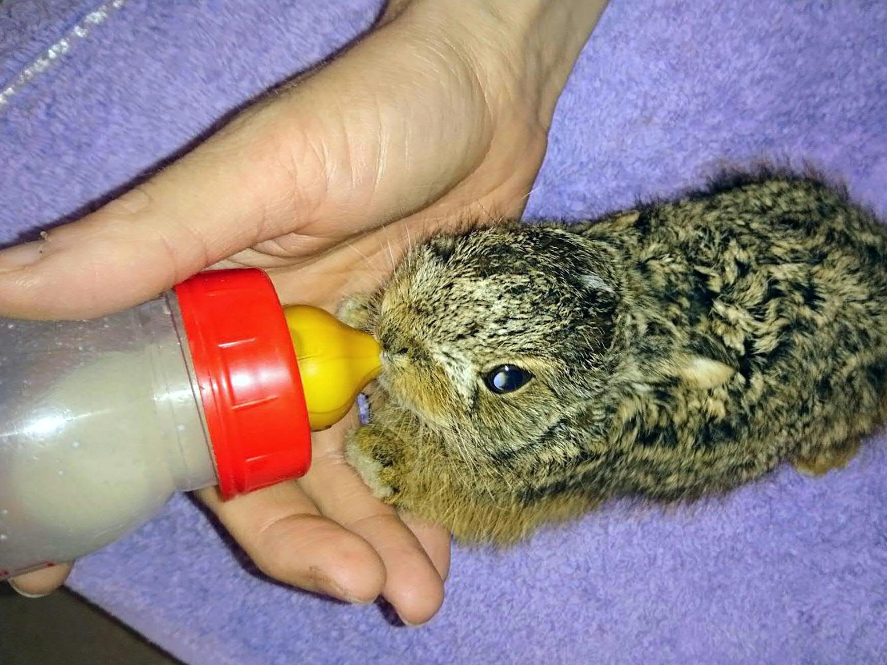 Im Wiener Tierschutzverein befinden sich im Frühling immer zahlreiche Wildtierjunge.