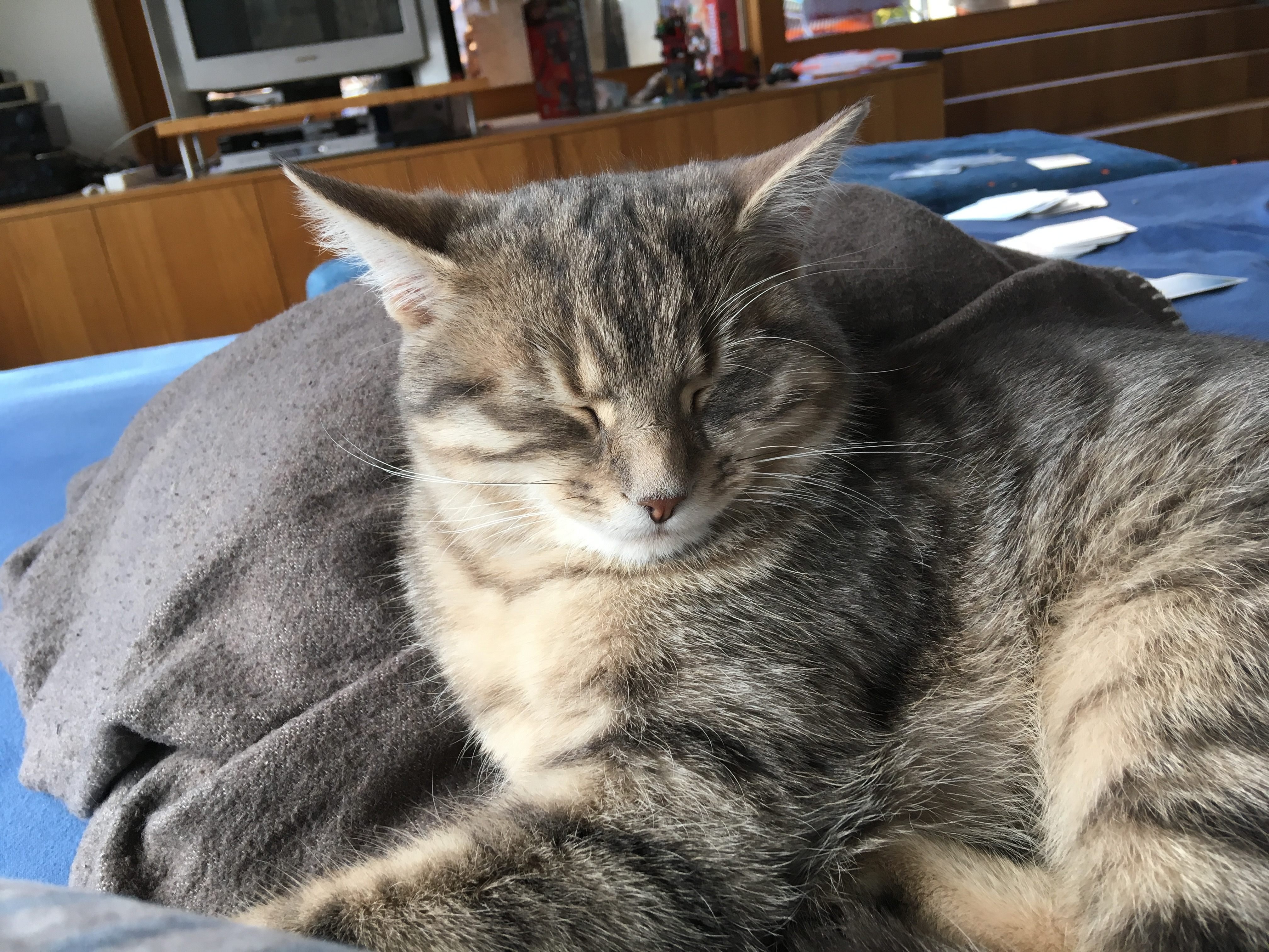 Louie in Lustenau vermisst