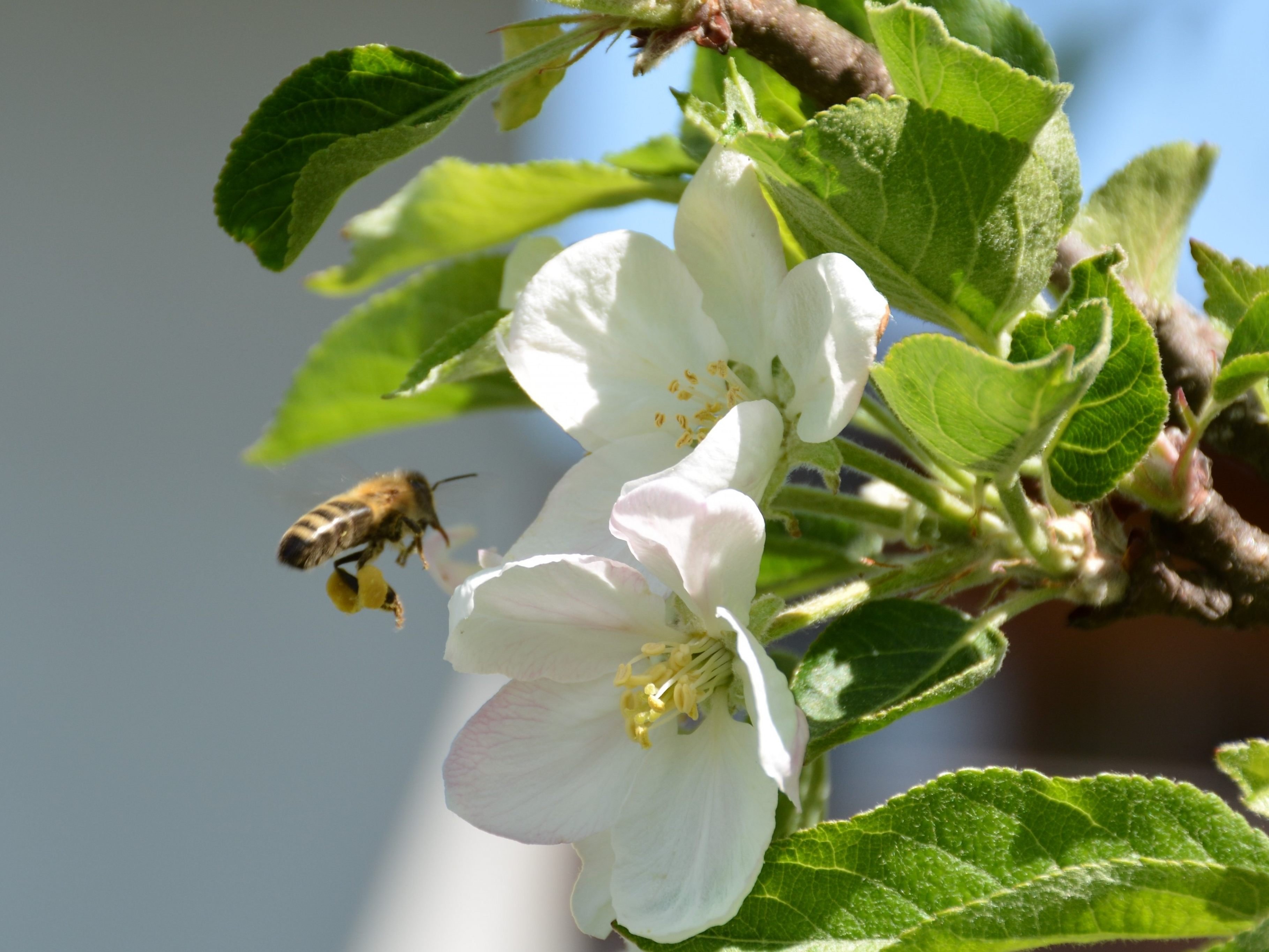 Biene vor Apfelblüte