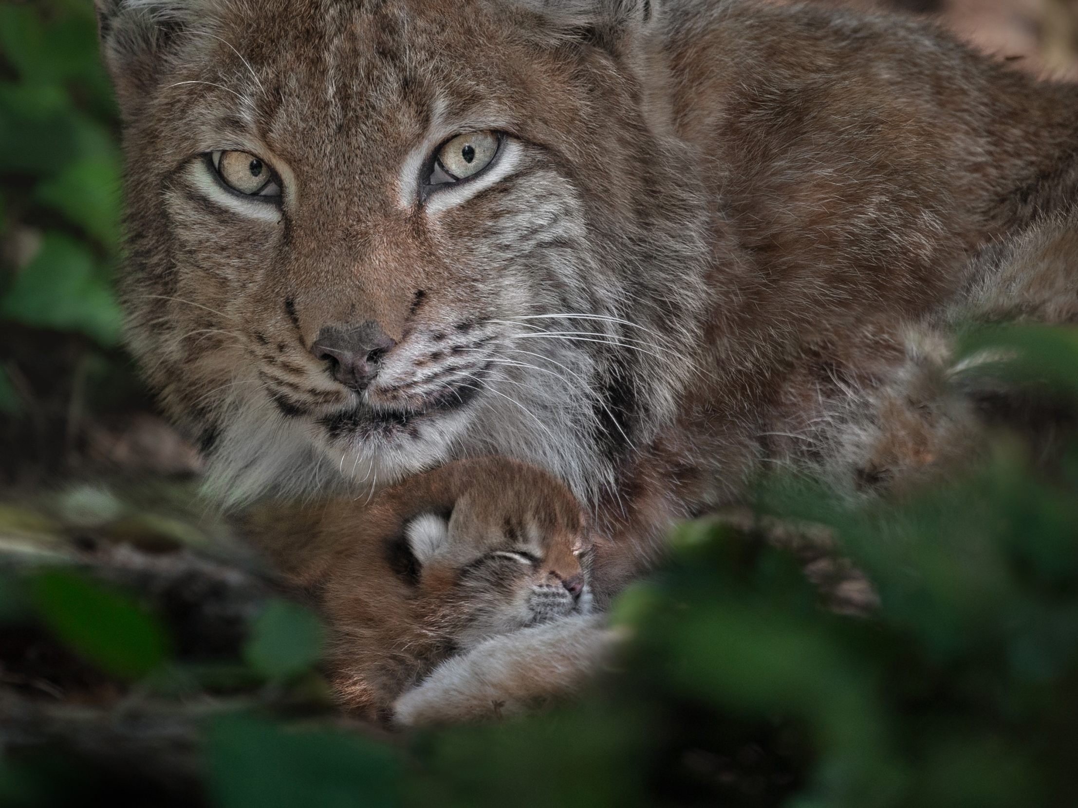 Luchsnachwuchs im Wildpark