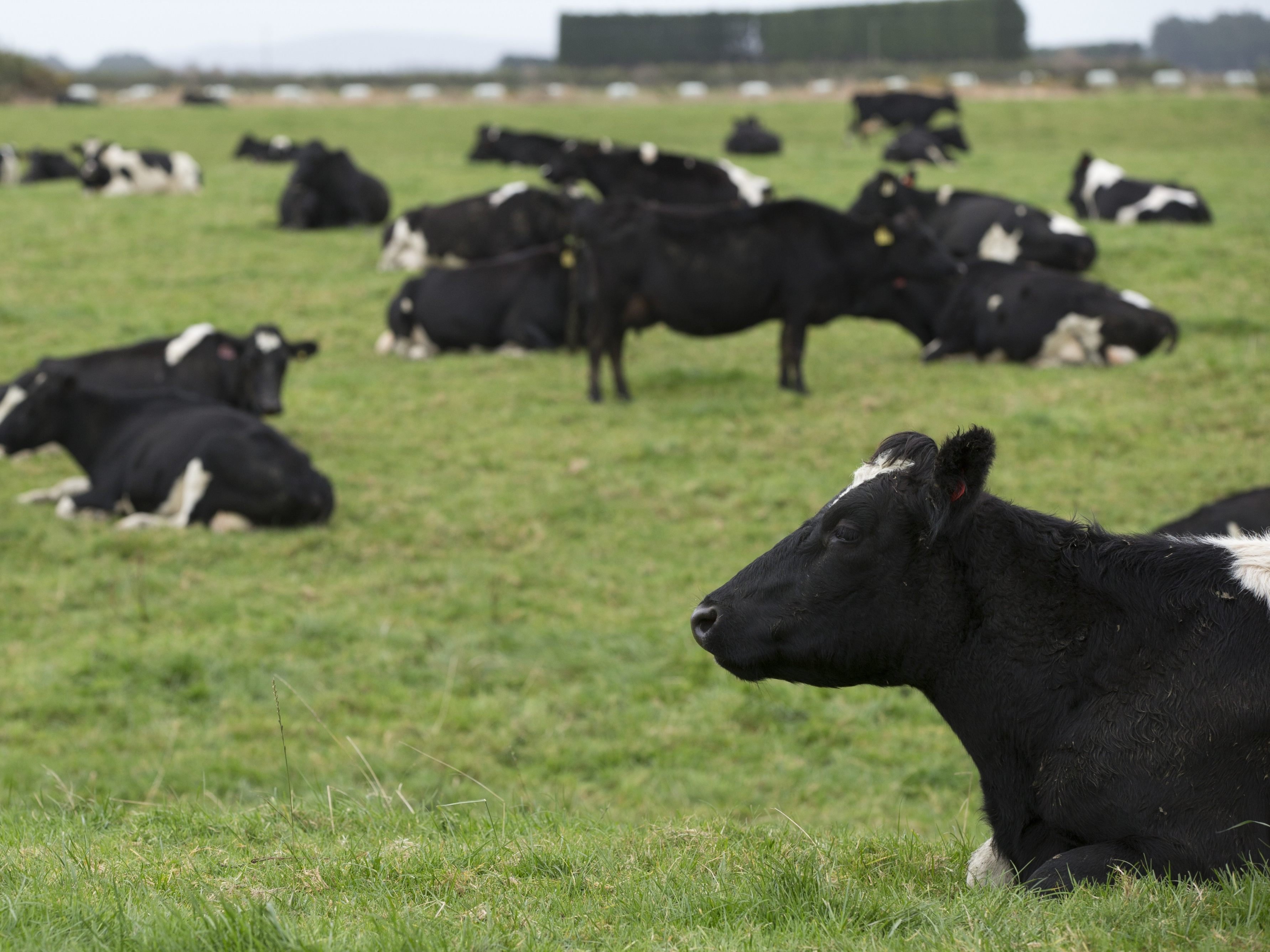 Neuseeland muss 150.000 Rinder schlachten.