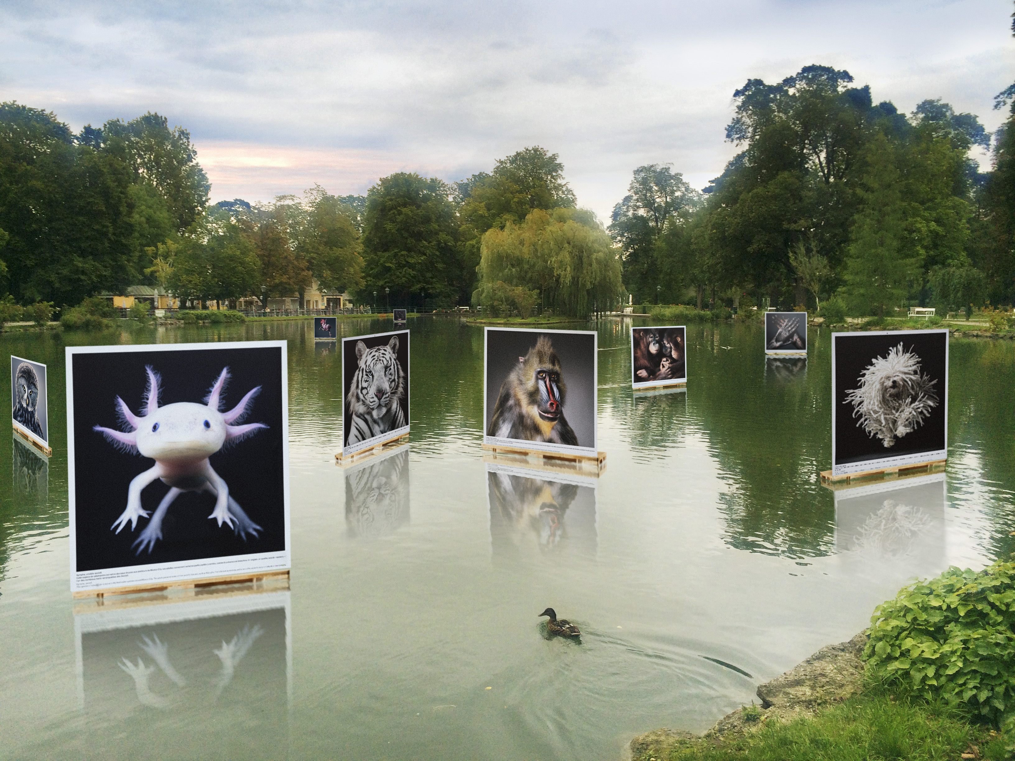Open-Air-Fotofestival kommt erstmal nach Baden. Open-Air-Fotofestival kommt erstmal nach Baden.