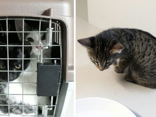 Die jungen Katzen konnten von der Polizei gerettet werden. Die jungen Katzen konnten von der Polizei gerettet werden.