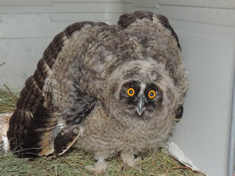 Waldohreule "Frida" wird in den nächsten Wochen gepflegt, bevor sie in die freie Wildbahn entlassen wird.