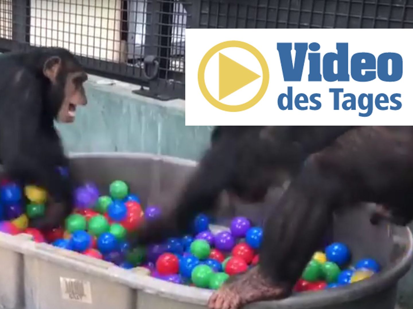 Haben sichtlich Spaß: Schimpansen im Bällebad.