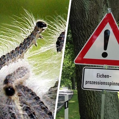 Die Härchen der Raupe können zu Allergien und Hautreizungen führen.