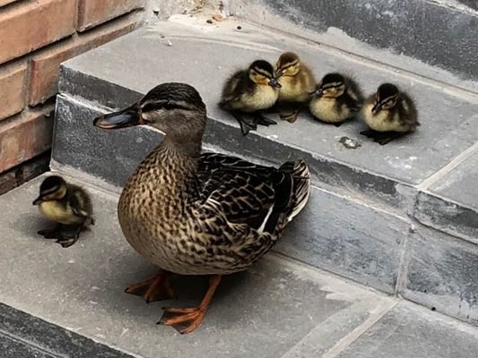 Die Enten wurden von den Polizeibeamten in Sicherheit gebracht. Die Enten wurden von den Polizeibeamten in Sicherheit gebracht.