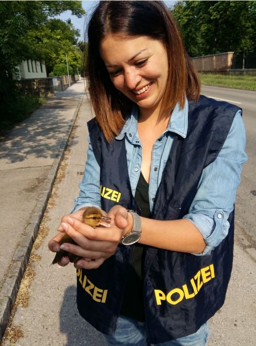 Entenküken