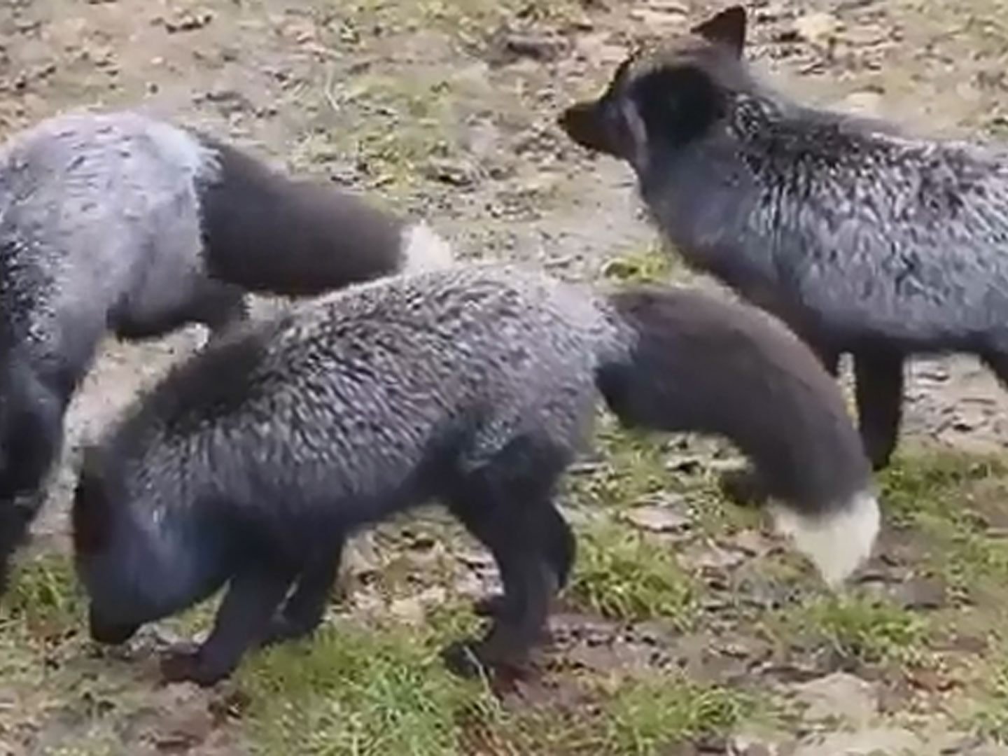 Fellflausch mit Moschusnote. Fellflausch mit Moschusnote.