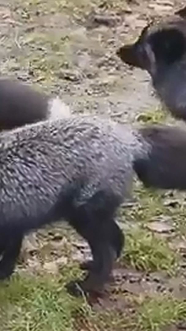 Fellflausch mit Moschusnote.