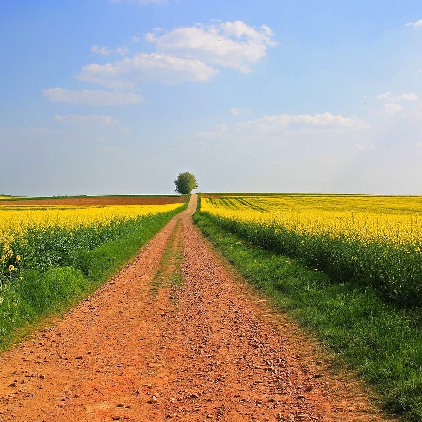 Die Gräerpollen machen den Allergikern in Wien derzeit zu schaffen.