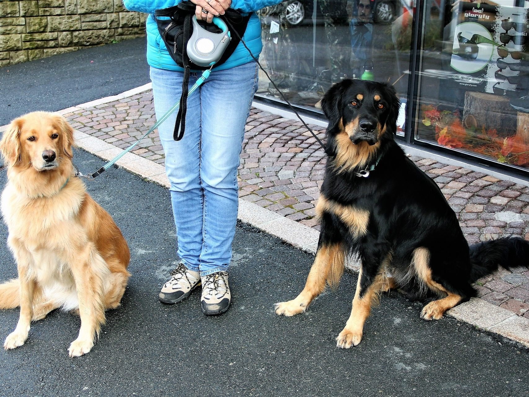 Hundehalter in Wien werden wieder verstärkt kontrolliert. Hundehalter in Wien werden wieder verstärkt kontrolliert.