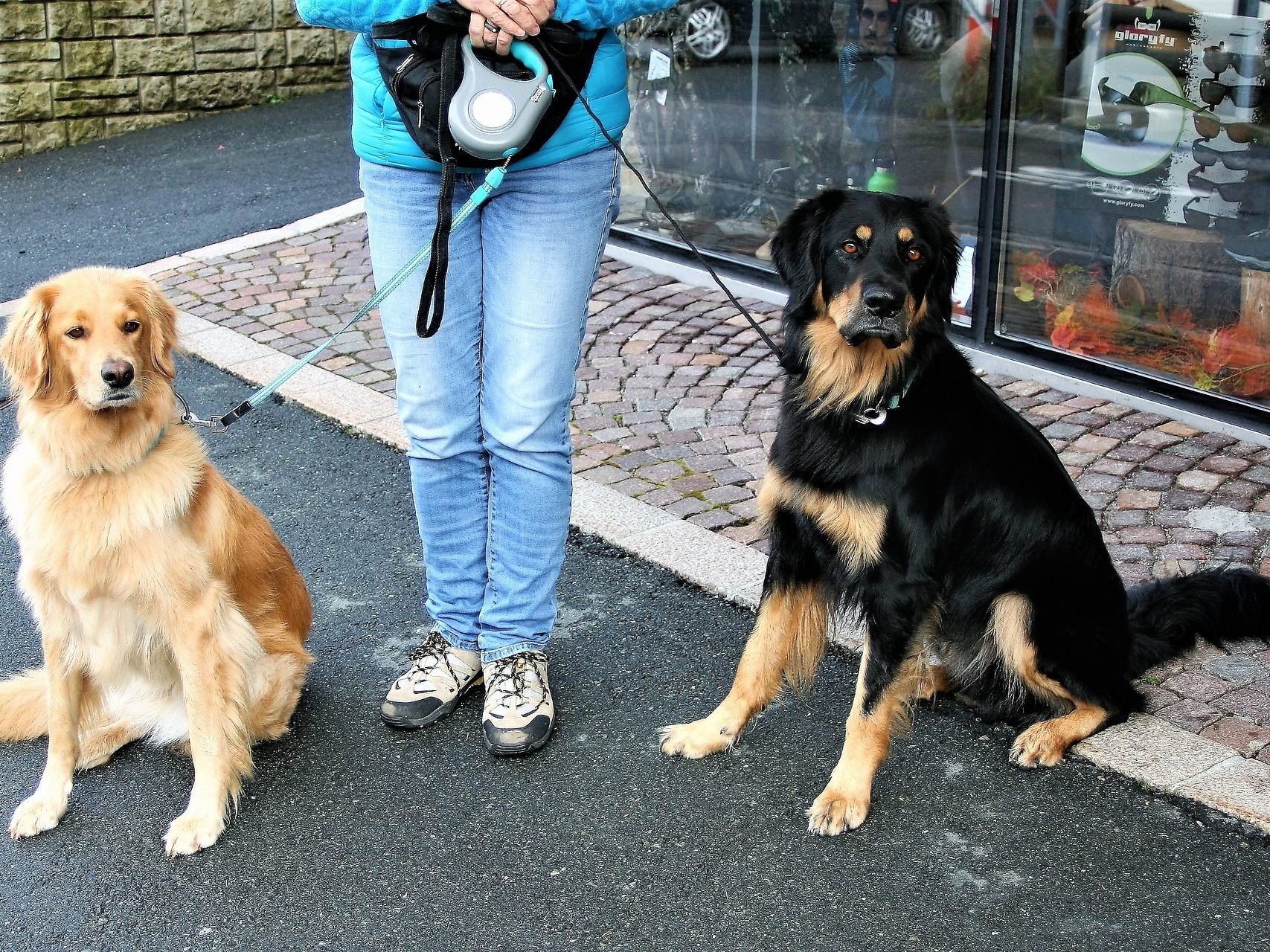 Hundehalter in Wien werden wieder verstärkt kontrolliert.