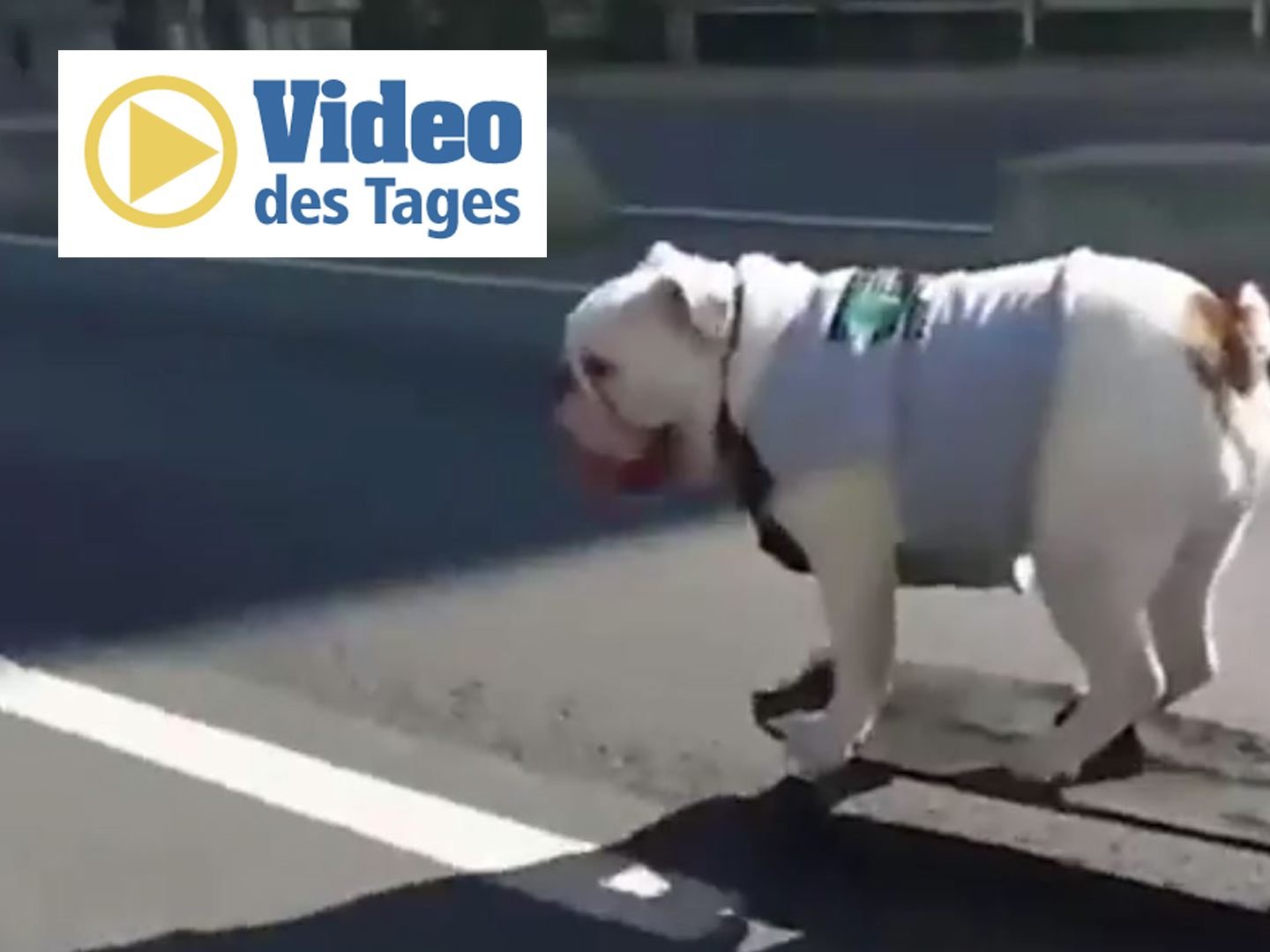 Diese coole Bulldogge skatet durch London.