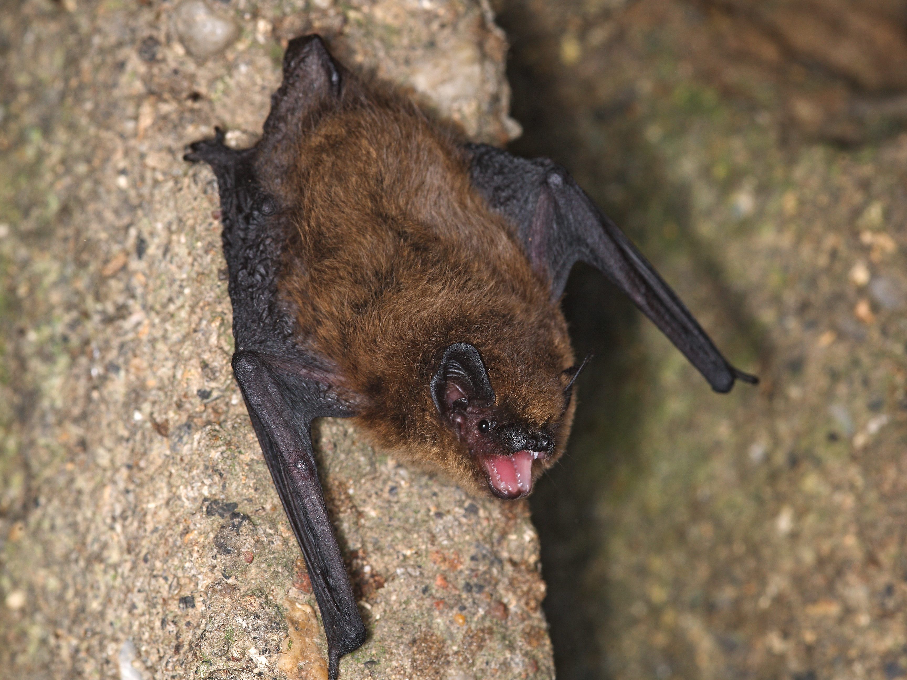 Bei der Fledermausnacht können die Tiere beobachtet werden. Bei der Fledermausnacht können die Tiere beobachtet werden.