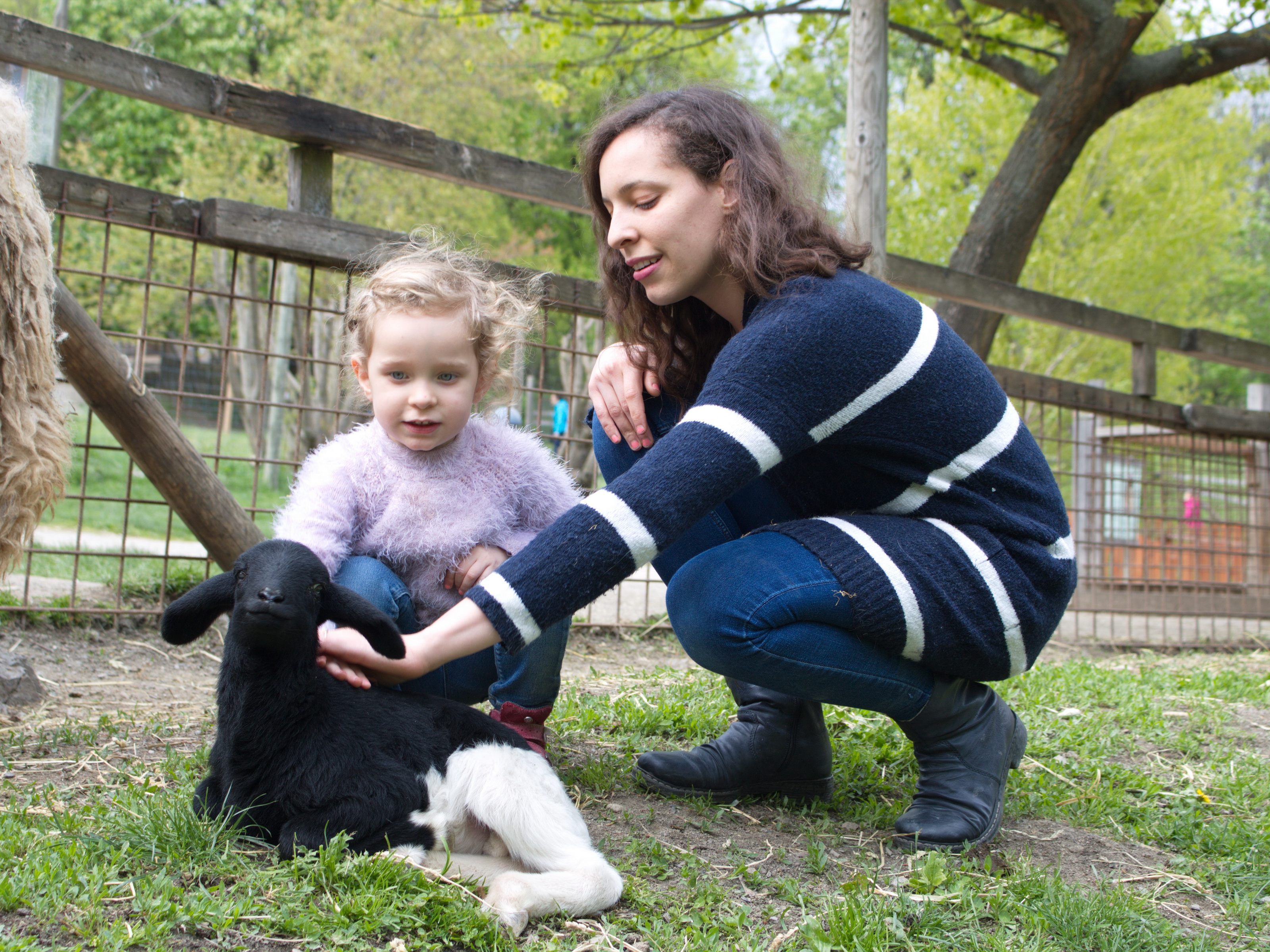 Am Bio-Bauernhof warten unter anderem Kühe, Schafe und Kücken. Am Bio-Bauernhof warten unter anderem Kühe, Schafe und Kücken.