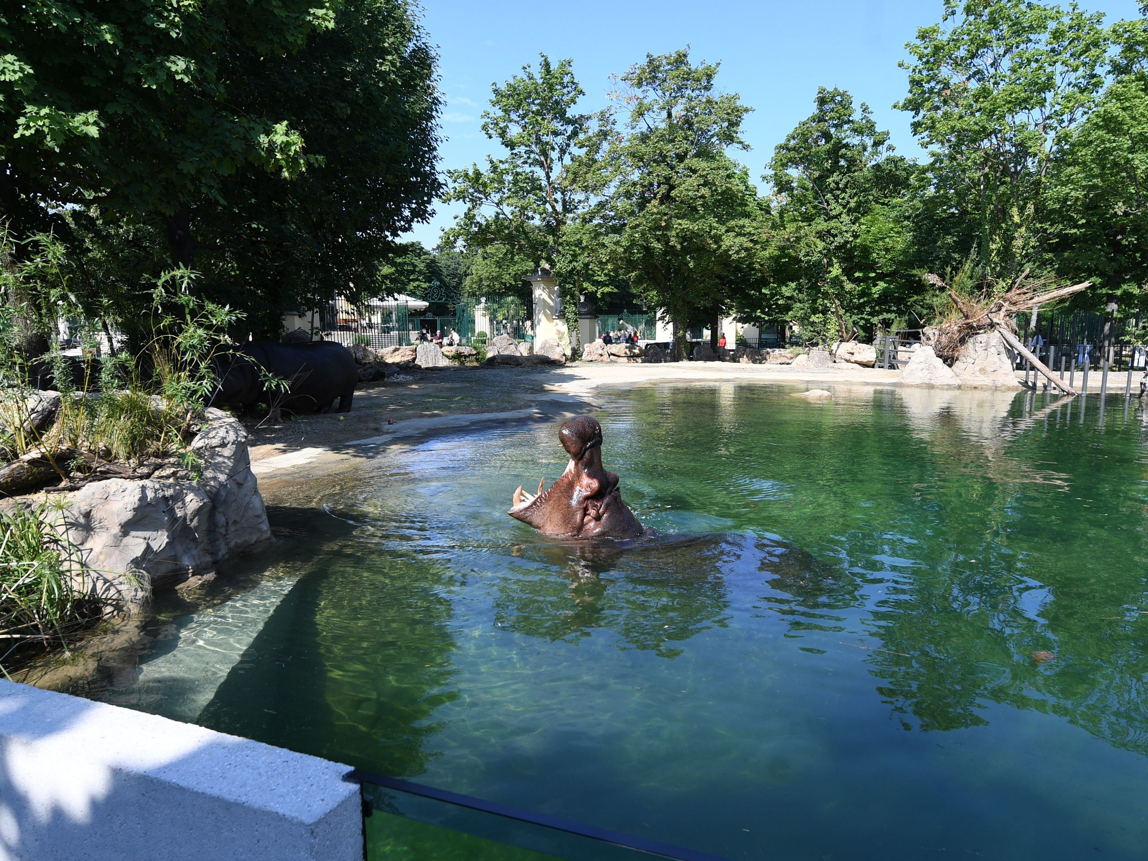 Die Schönbrunner Flusspferde nahmen das neue Badebecken im Außenbereich dankend an.